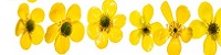  6 yellow flowers 