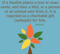  Muslim plants a tree 
