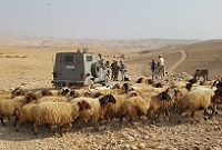  Jewish Settler Rams into Flock Kills 10 Sheep near Hebron 